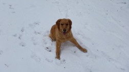 Snow time for Sadie!